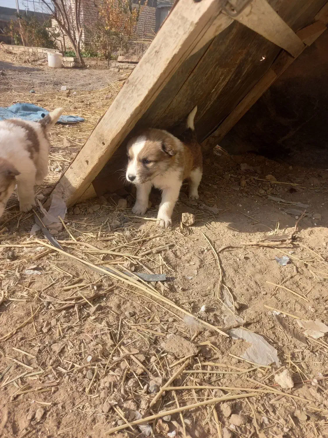 چهارتا توله سگ|سگ|تربت جام, میان جام|دیوار