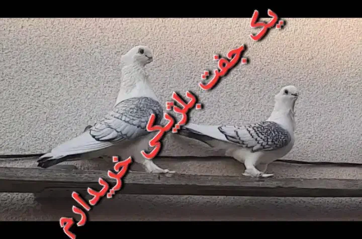 کفتر بلژیکی|پرنده|قزوین, |دیوار