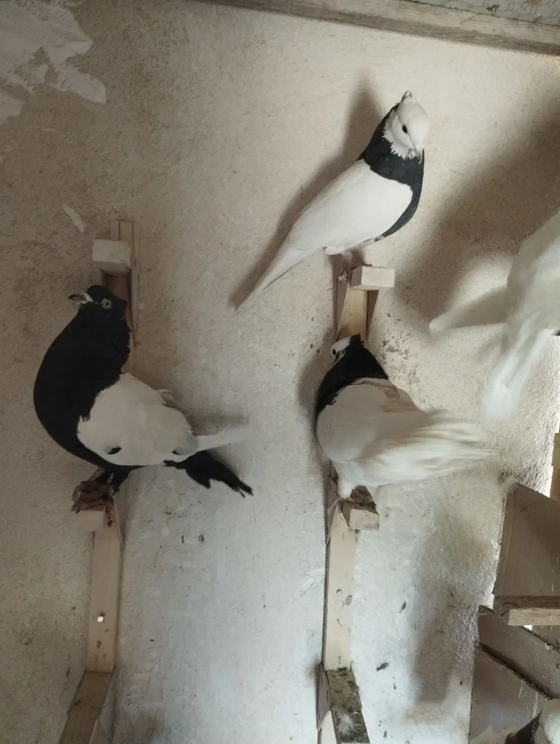 کفتر|پرنده|شیراز, لب آب|دیوار