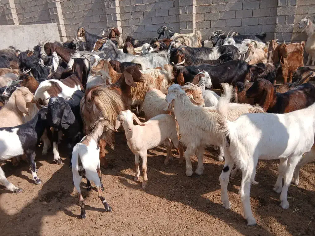 کهره چاق نروماده|حیوانات مزرعه|کنار تخته و کمار, |دیوار