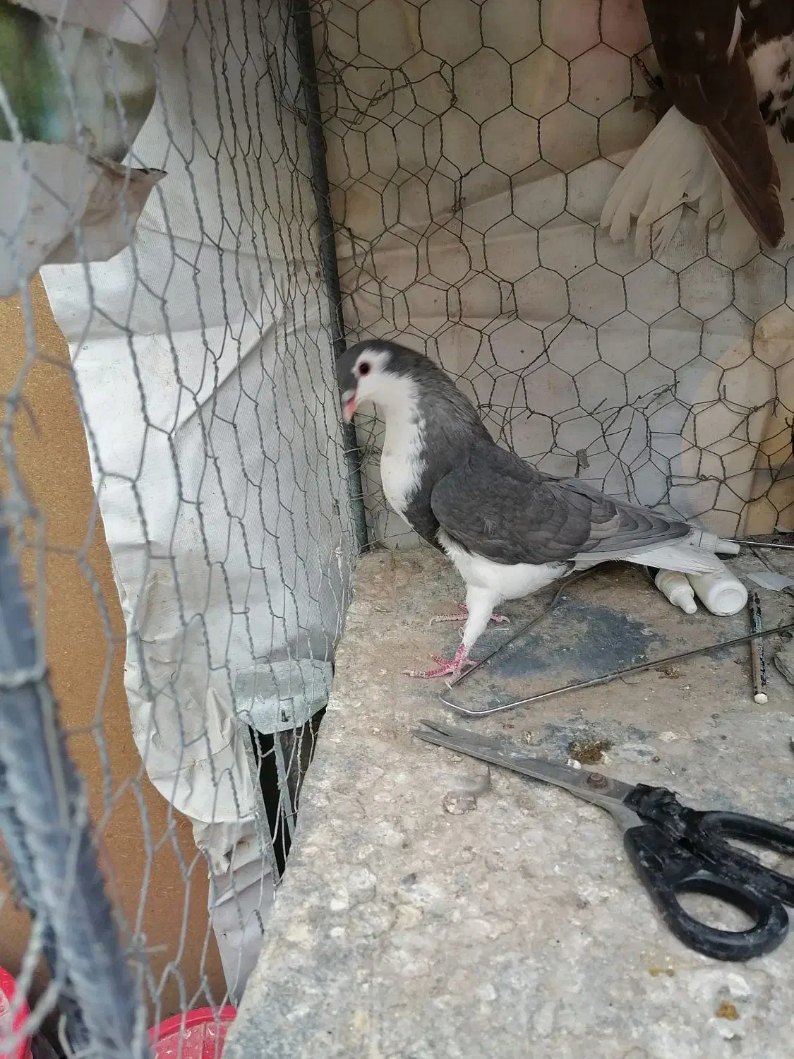 کفتر|پرنده|زرند, |دیوار