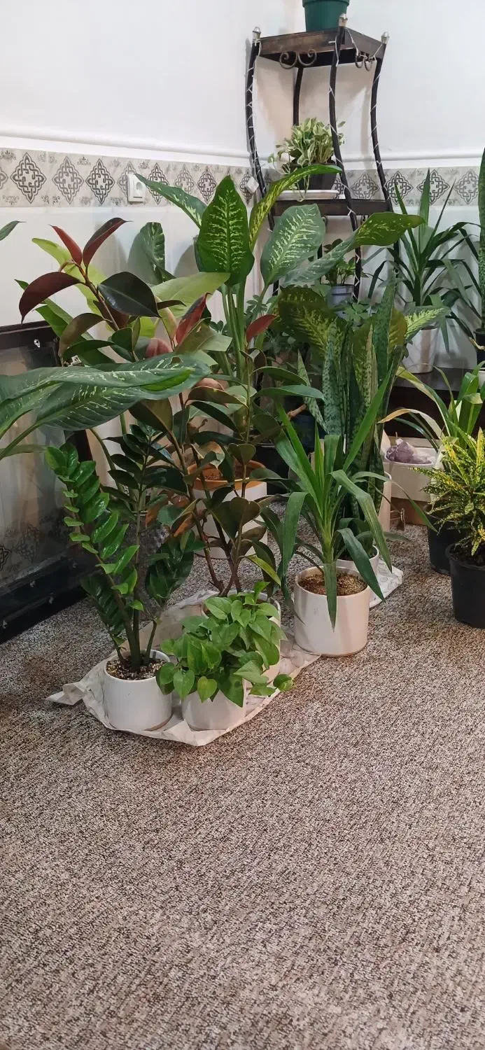 گل و گیاه تک و عمده|گل و گیاه طبیعی|امیدیه, |دیوار