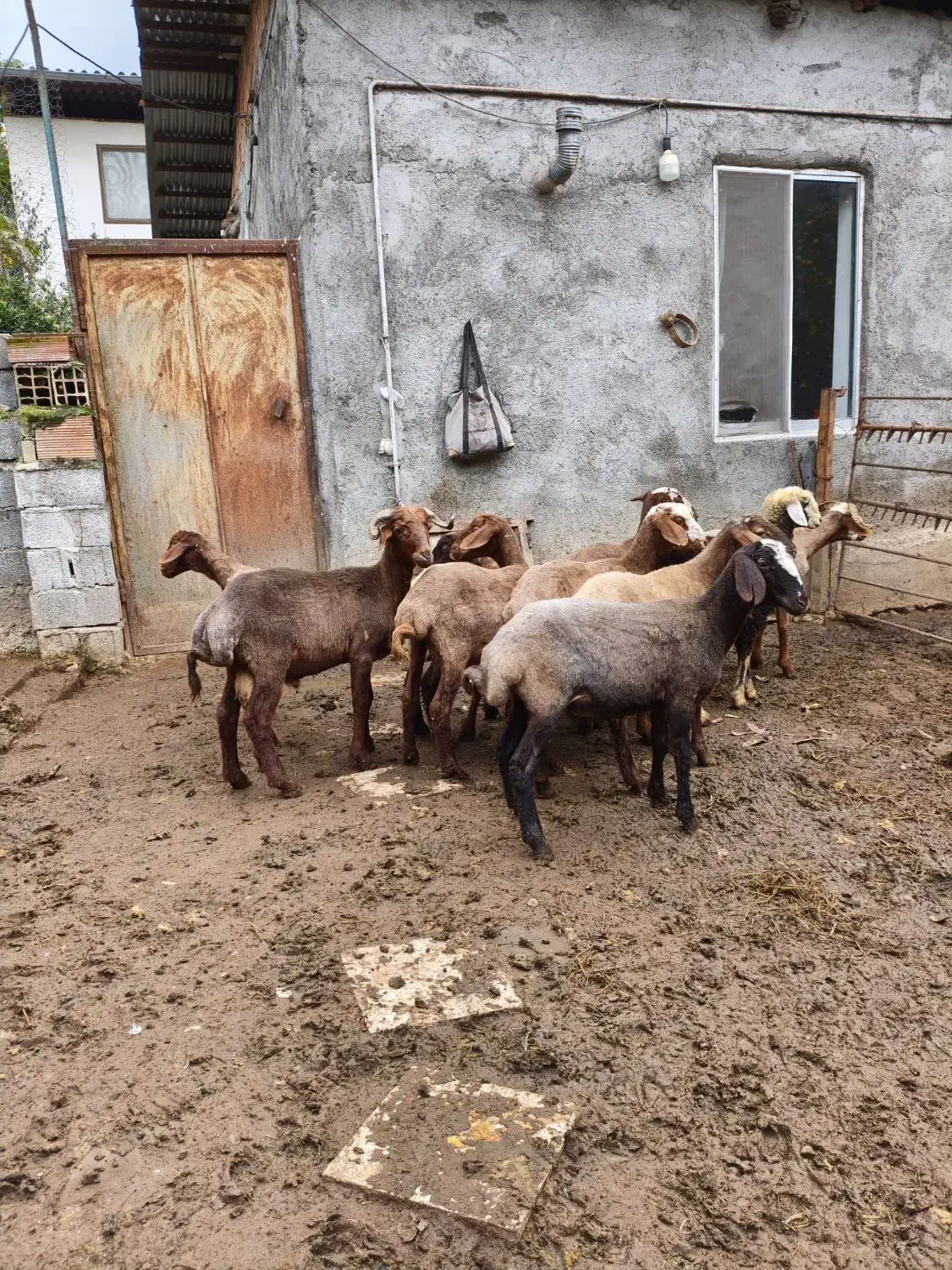 بره گوسفند ۱۰ تا|حیوانات مزرعه|قائمشهر, |دیوار