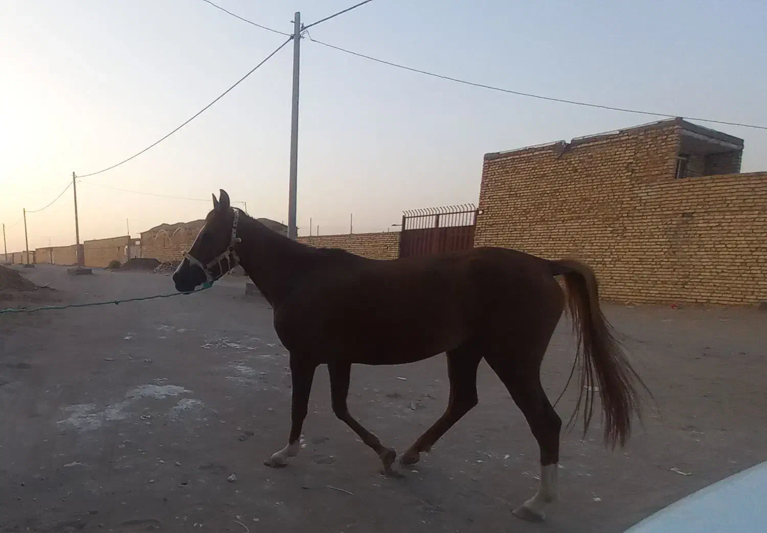 حیوانات|اسب و تجهیزات اسب‌سواری|کویرات, |دیوار