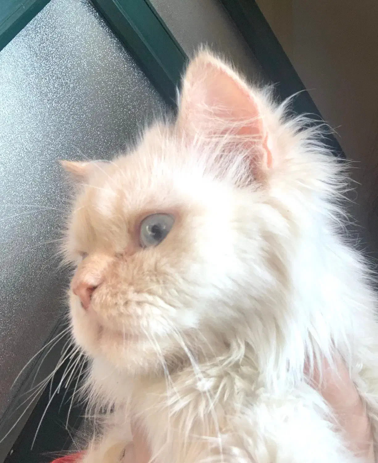 گربه پرشین|گربه|ساری, |دیوار