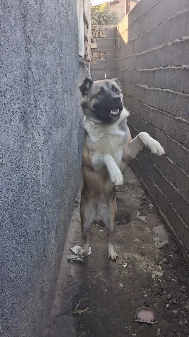 سگ دورگه گرگی .الابای|سگ|علی‌آباد کتول, |دیوار