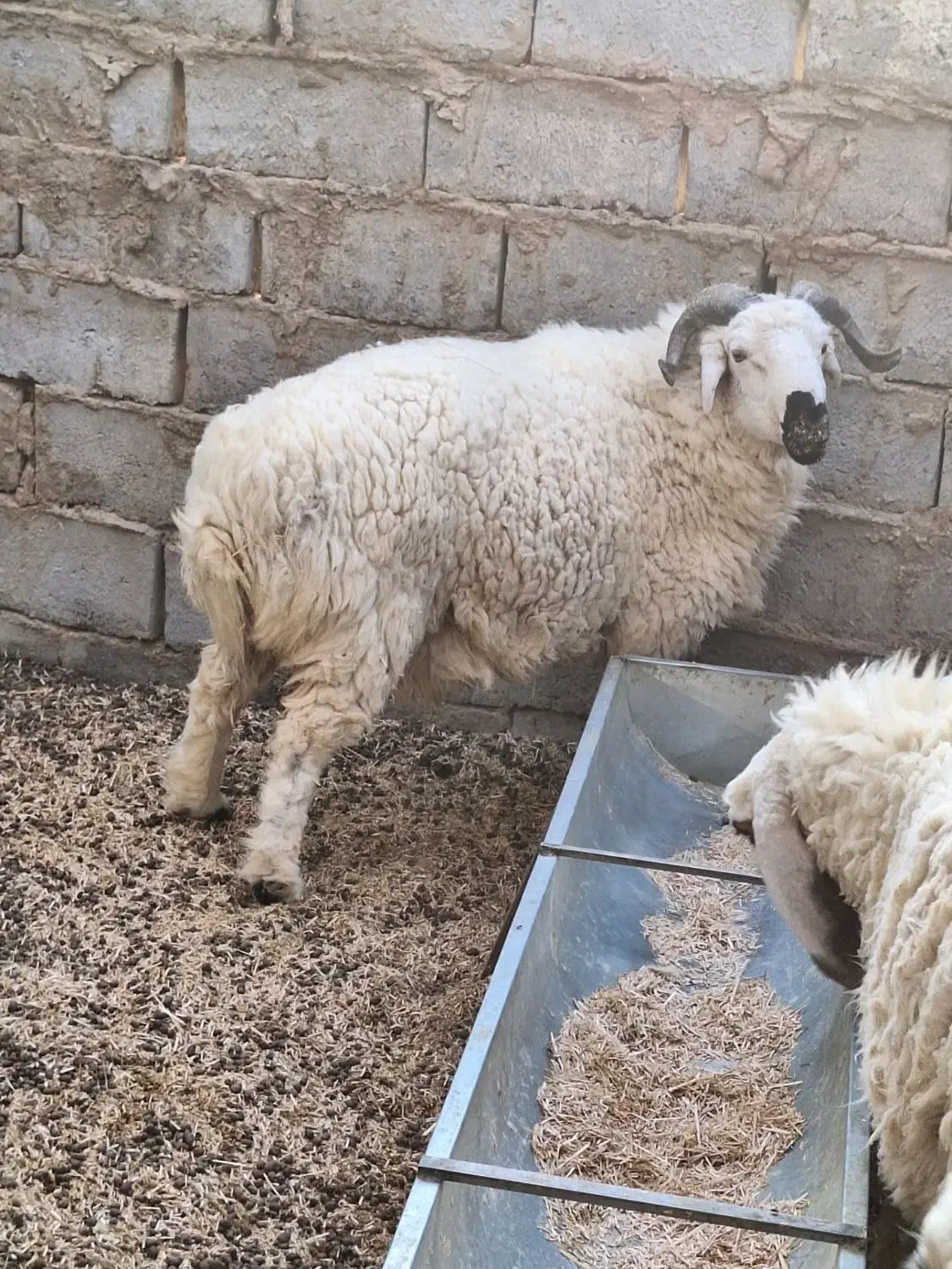 قوچ جوانه|حیوانات مزرعه|هیرمند, |دیوار