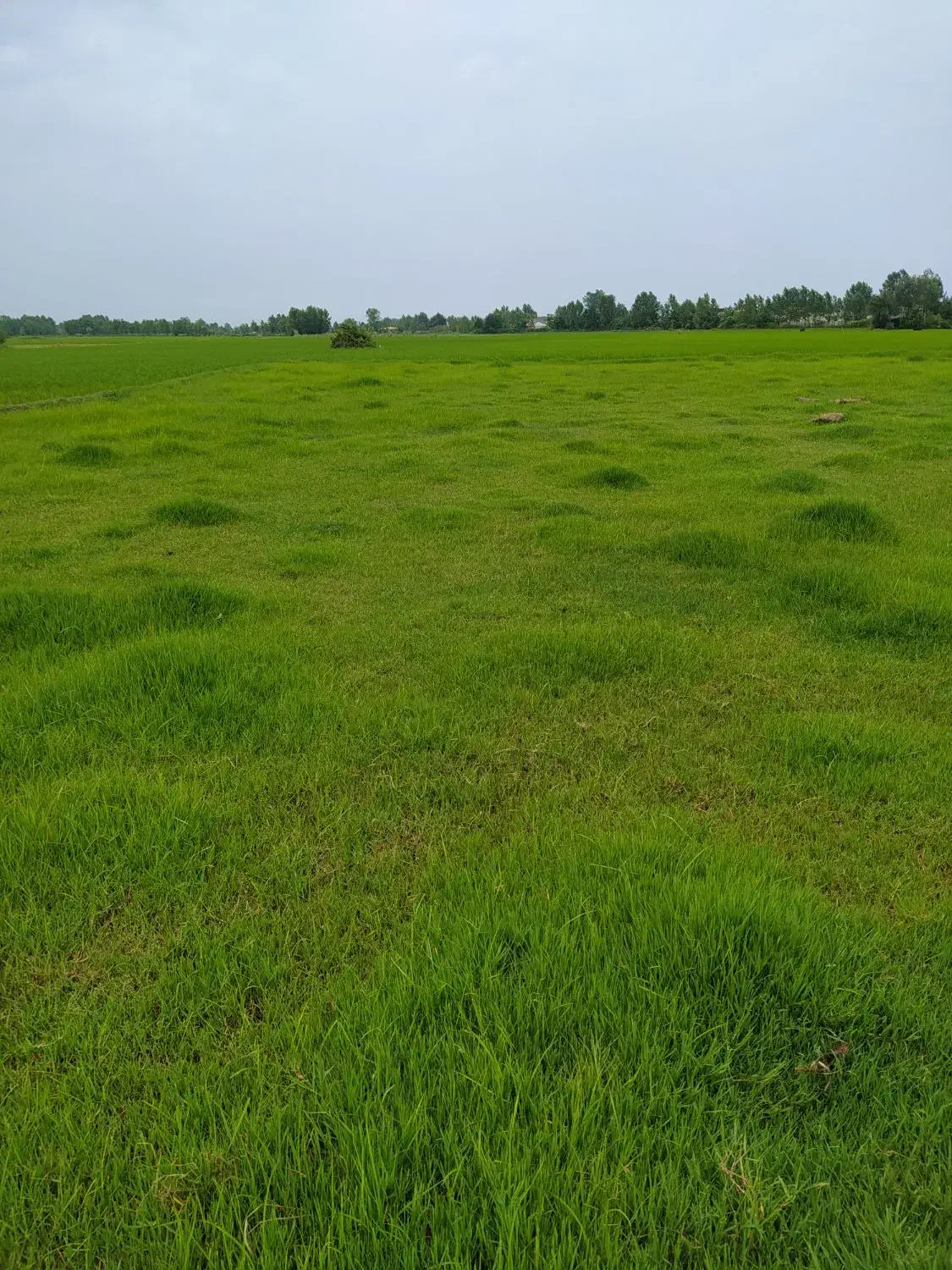 8پلاک زمین سرمایه گذاری سه پلاک موجود|فروش زمین و ملک کلنگی|خشکبیجار, |دیوار