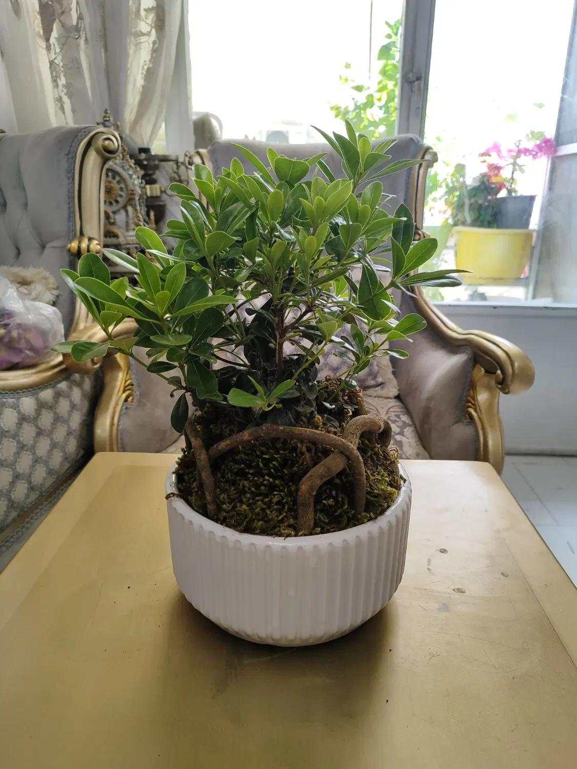 گل بنسای|گل و گیاه طبیعی|تهران, وحیدیه|دیوار