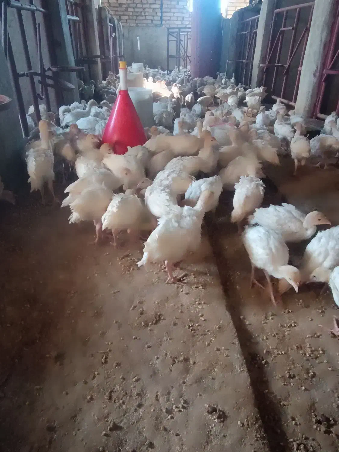 بوقلمون گوشتی بیوتی 6|حیوانات مزرعه|جوین, |دیوار