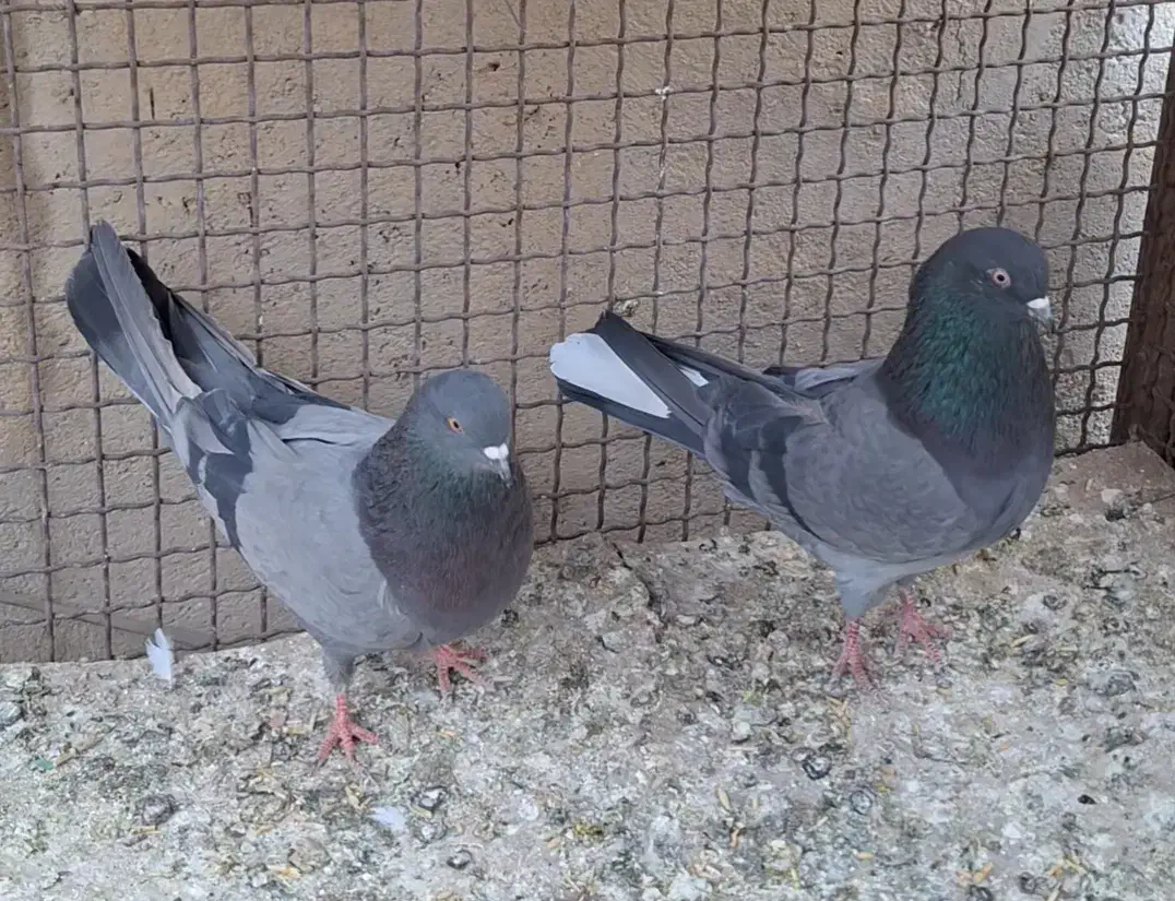 کبوتر سبز|پرنده|نهاوند, |دیوار