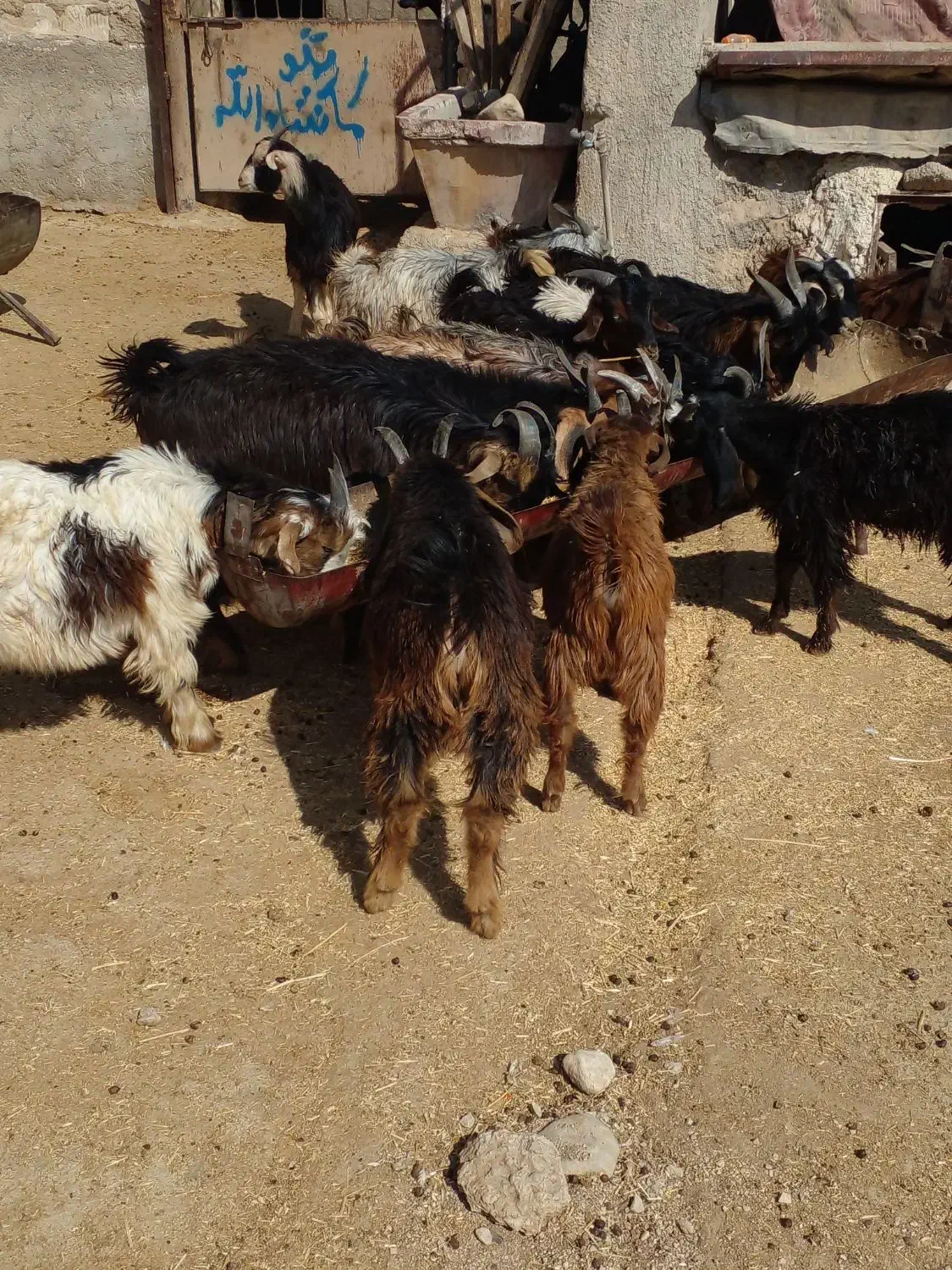 ۱۰ تا کهره نر|حیوانات مزرعه|کازرون, |دیوار