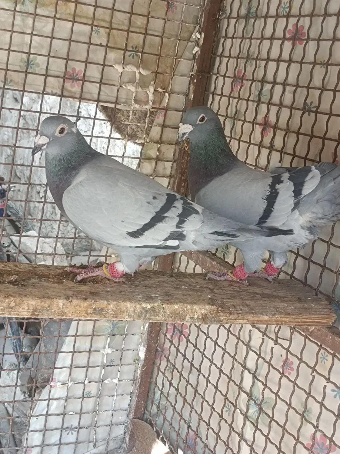 سه جفت مسافتی خوب|پرنده|برازجان, |دیوار