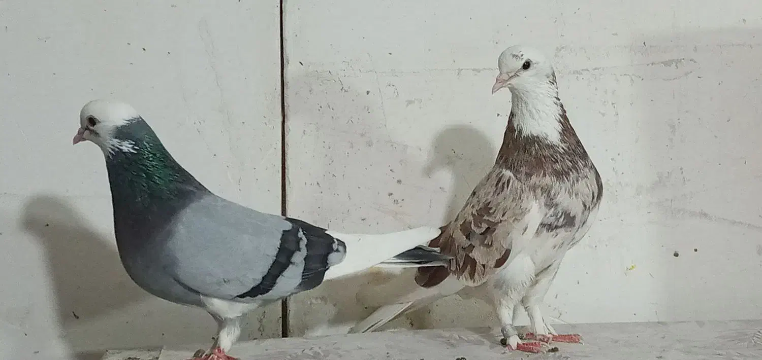 کبوتر پرشی|پرنده|تهران, کیانشهر|دیوار