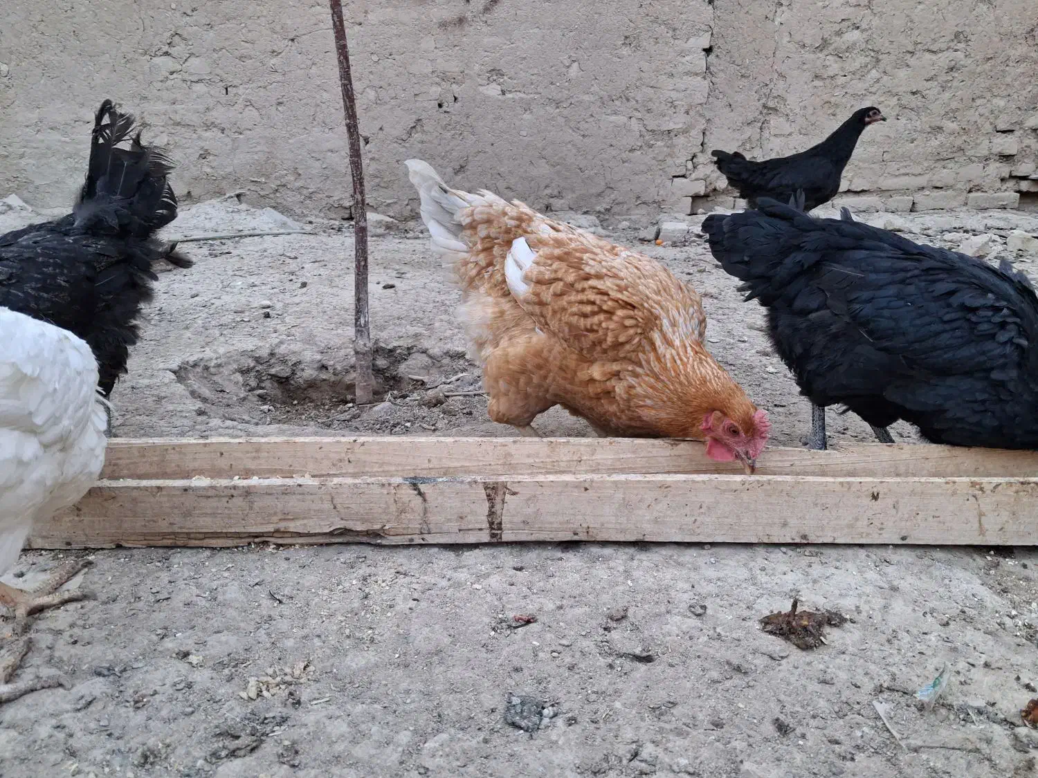 مرغ محلی|حیوانات مزرعه|قوچان, |دیوار