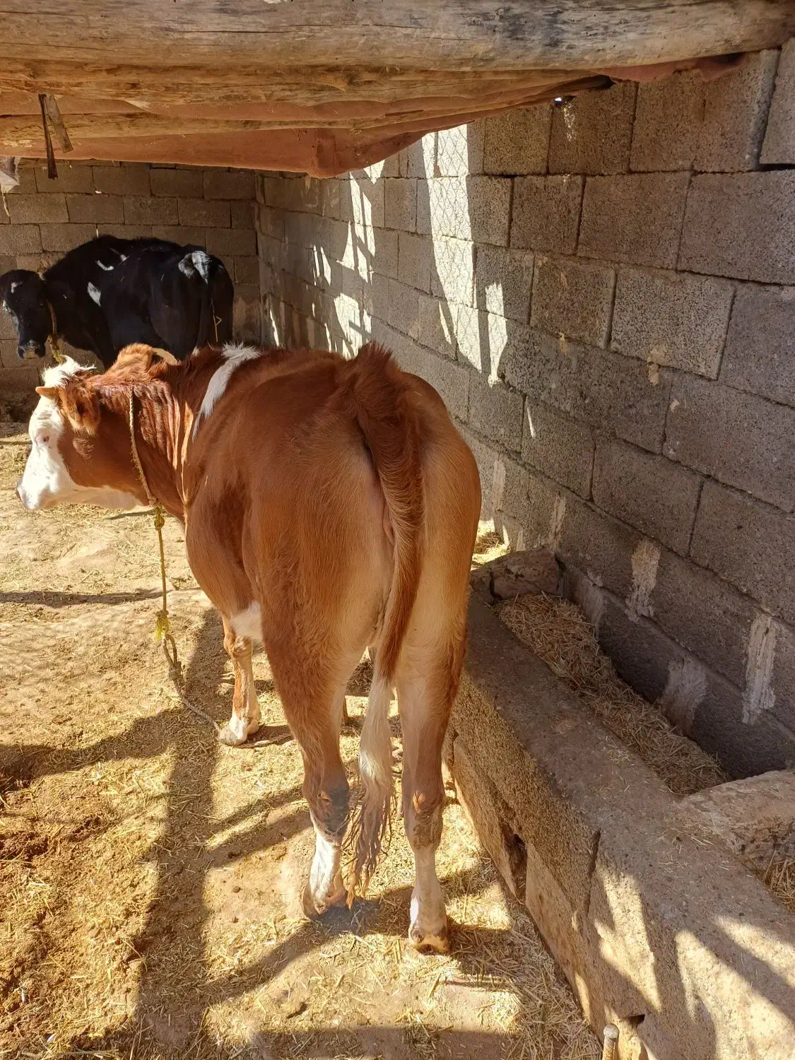 فروش گاو و گوساله|حیوانات مزرعه|پلدختر, |دیوار