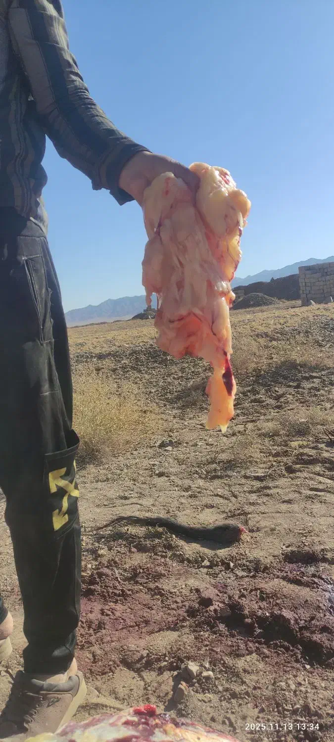 روغن خر،یاروغن الاغ|خوردنی و آشامیدنی|درمیان, |دیوار