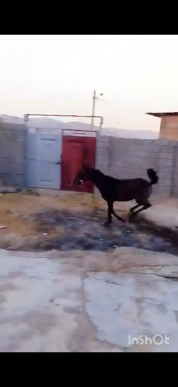 فروش کرره اسب ماده|اسب و تجهیزات اسب‌سواری|دهدشت, |دیوار