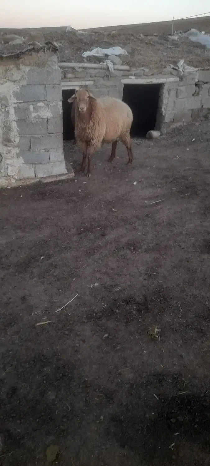 اصلاندوز  مغان|حیوانات مزرعه|بران, |دیوار