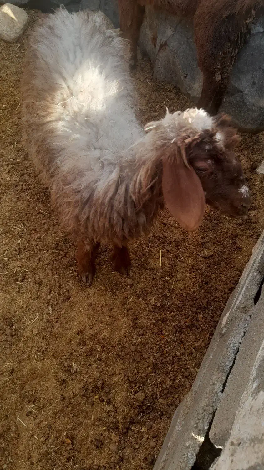 بره وکهره  بز چاق|حیوانات مزرعه|مرودشت, ده بید|دیوار