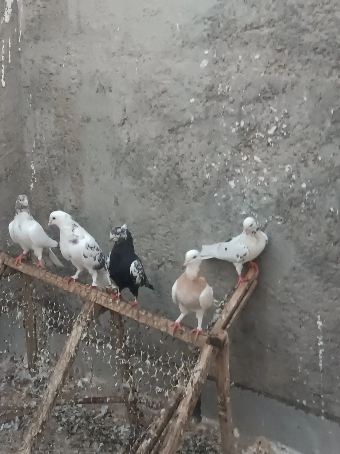 کفتر|پرنده|اردکان, |دیوار