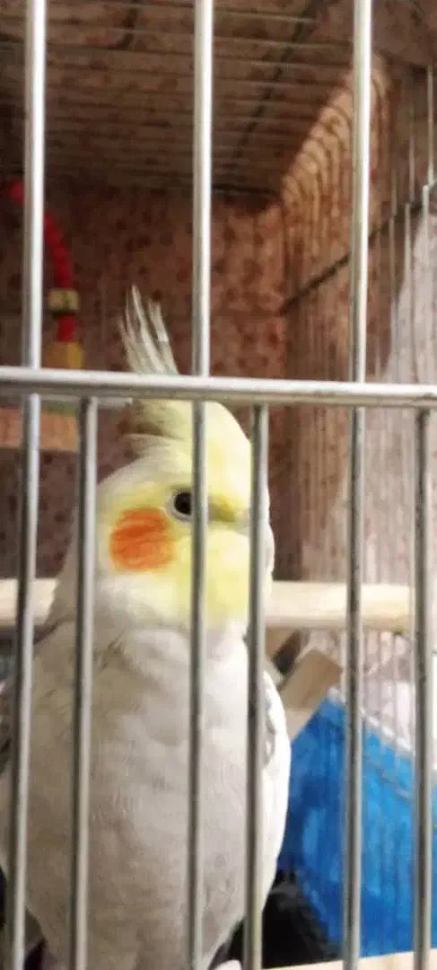 عروس هلندی نر آواز خان|پرنده|رشت, منظریه|دیوار