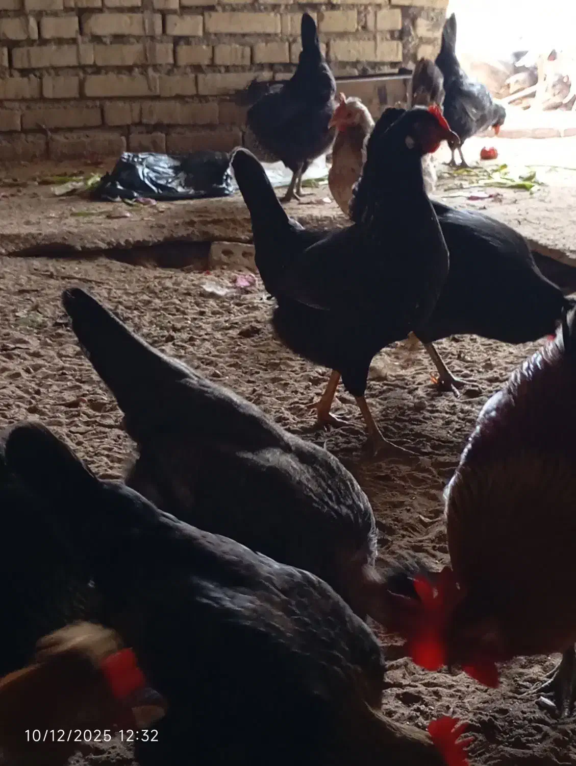 مرغ عربی تخم گذار حمیدیه|حیوانات مزرعه|اهواز, آسیاباد|دیوار