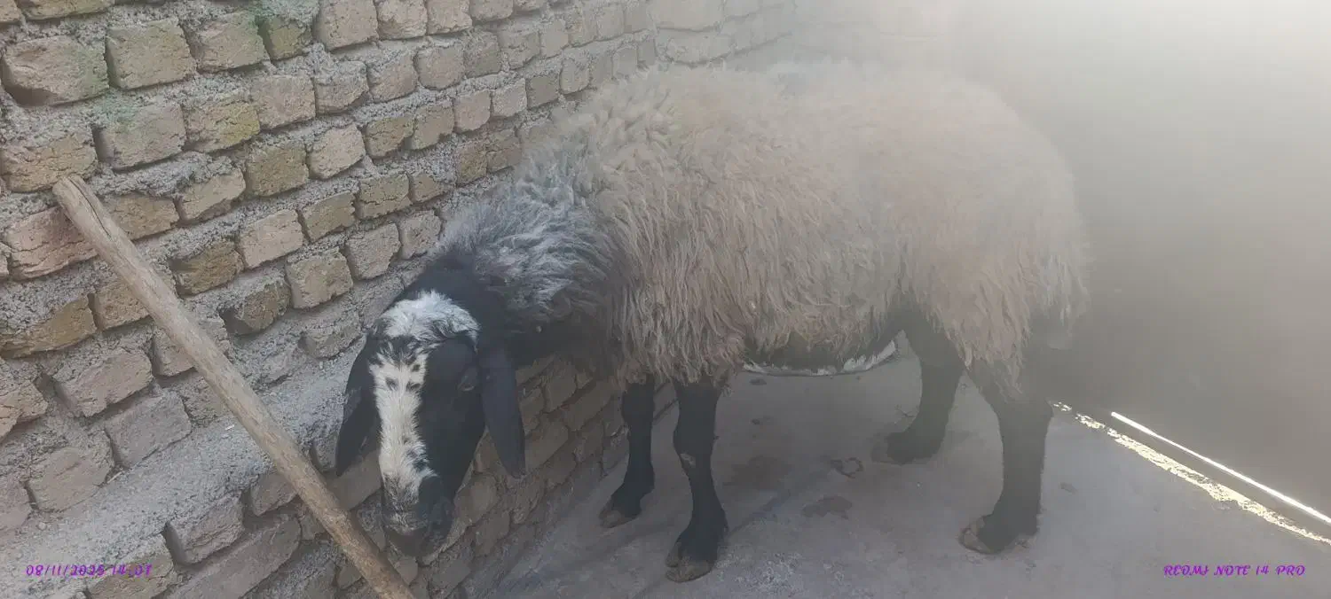 نر جوان 80کیلو|حیوانات مزرعه|کرج, فاز ۴ مهرشهر|دیوار