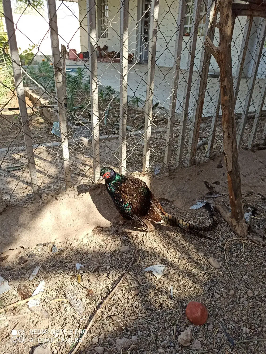 مرغ آمریکایی و پاکستانی|پرنده|بهبهان, |دیوار