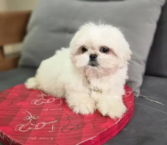 توی پودل فرفری، پبکینیز ، پامر|سگ|تهران, چیتگر شمالی|دیوار