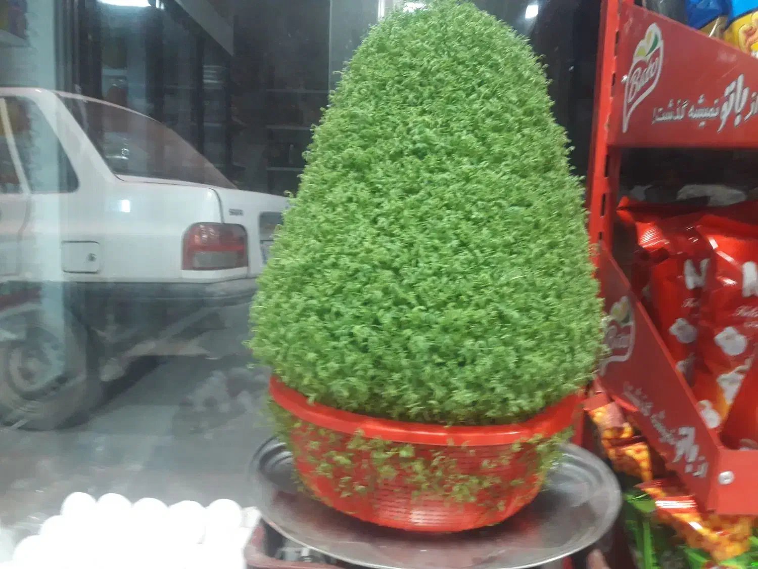 سبزه زیبا مناسب عروسی|گل و گیاه طبیعی|نورآباد, |دیوار