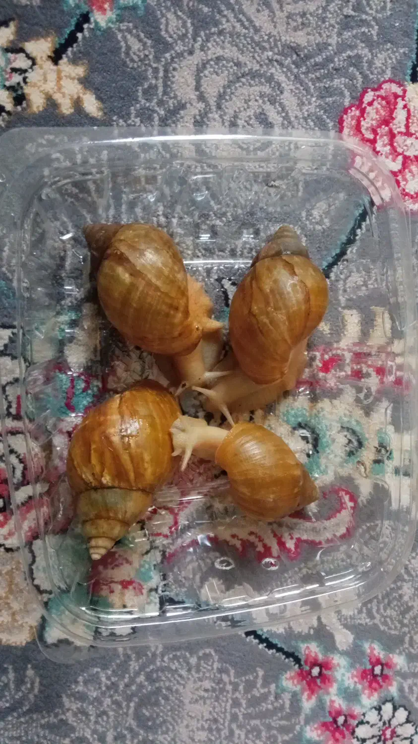 حلزون آچاتینا البینو|خزنده|همدان, |دیوار