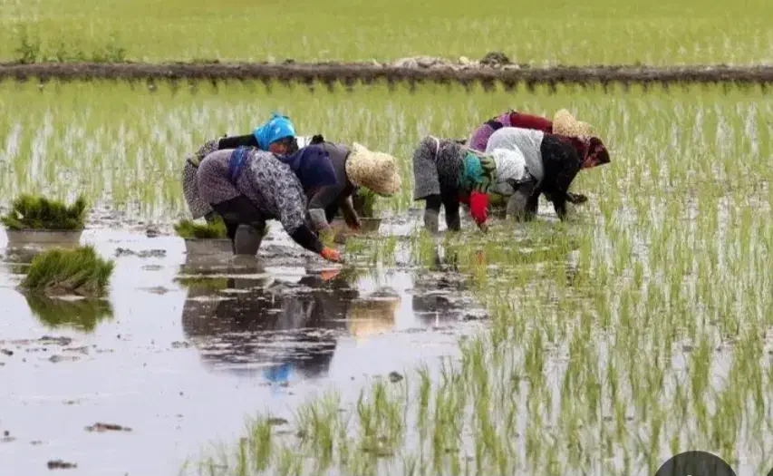 برنج هاشمی شمال کوچصفهان آستانه|خوردنی و آشامیدنی|فولادشهر, C5|دیوار