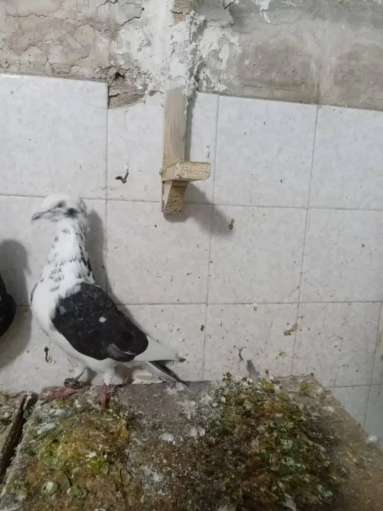 کبوتر|پرنده|شیراز, بریجستون|دیوار