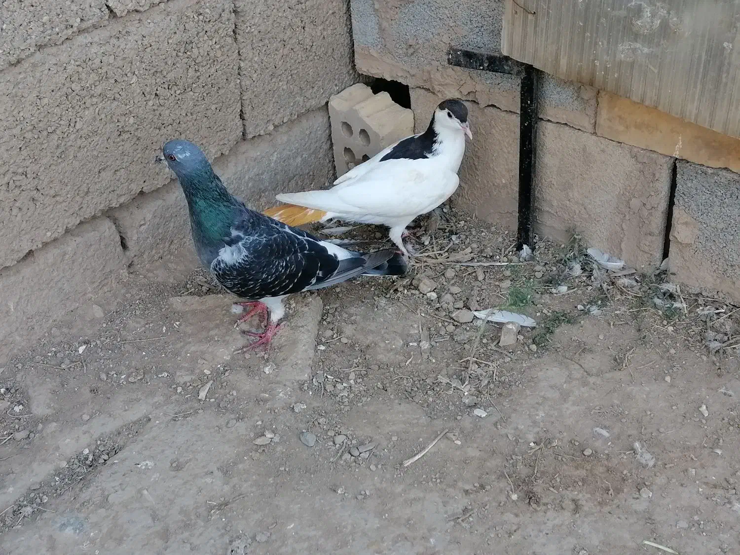 کبوتر نر|پرنده|کلاله, |دیوار