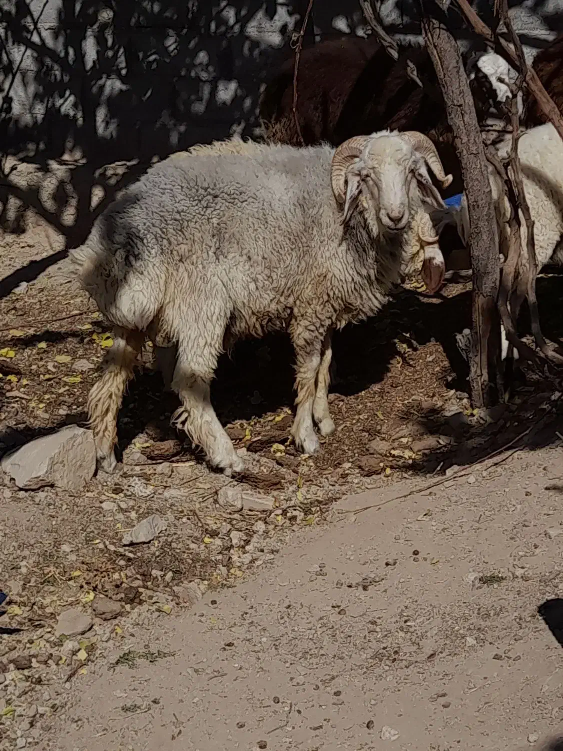 بره ..نر|حیوانات مزرعه|رابر, |دیوار