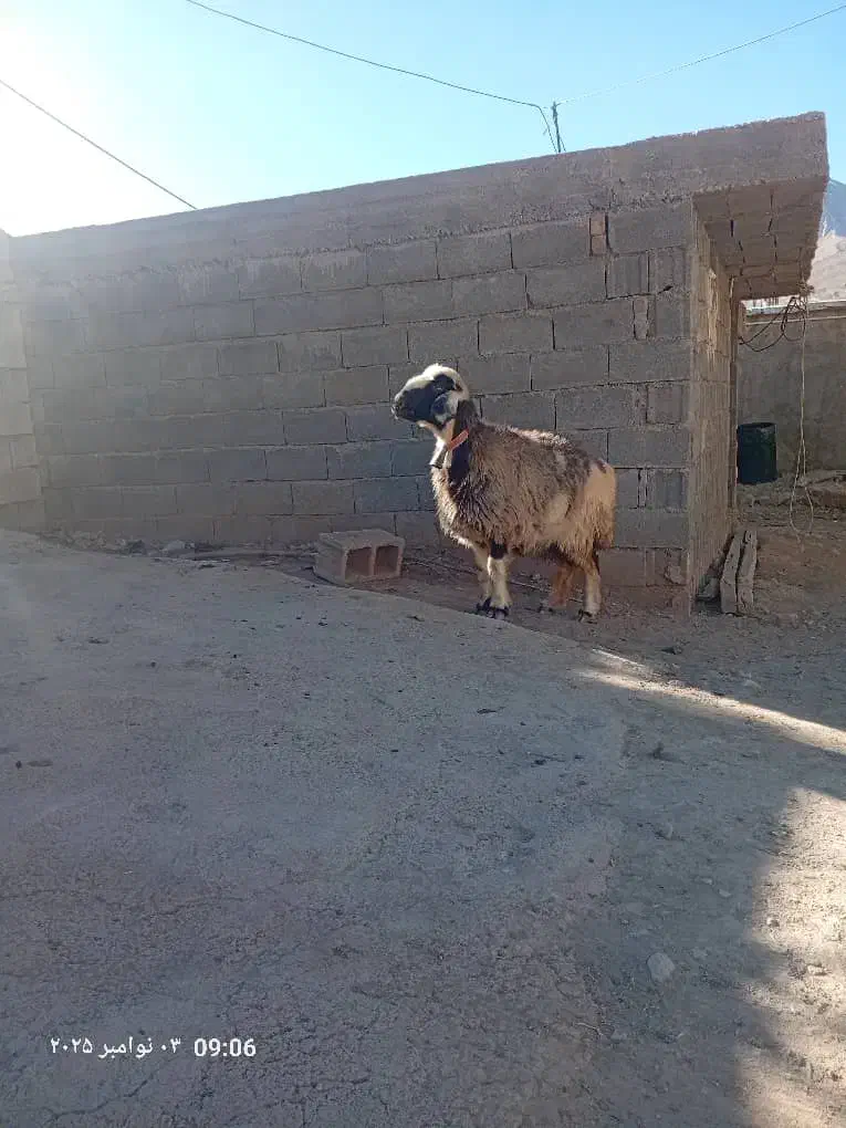 یک راس میش ترکی|حیوانات مزرعه|کوهرنگ, |دیوار
