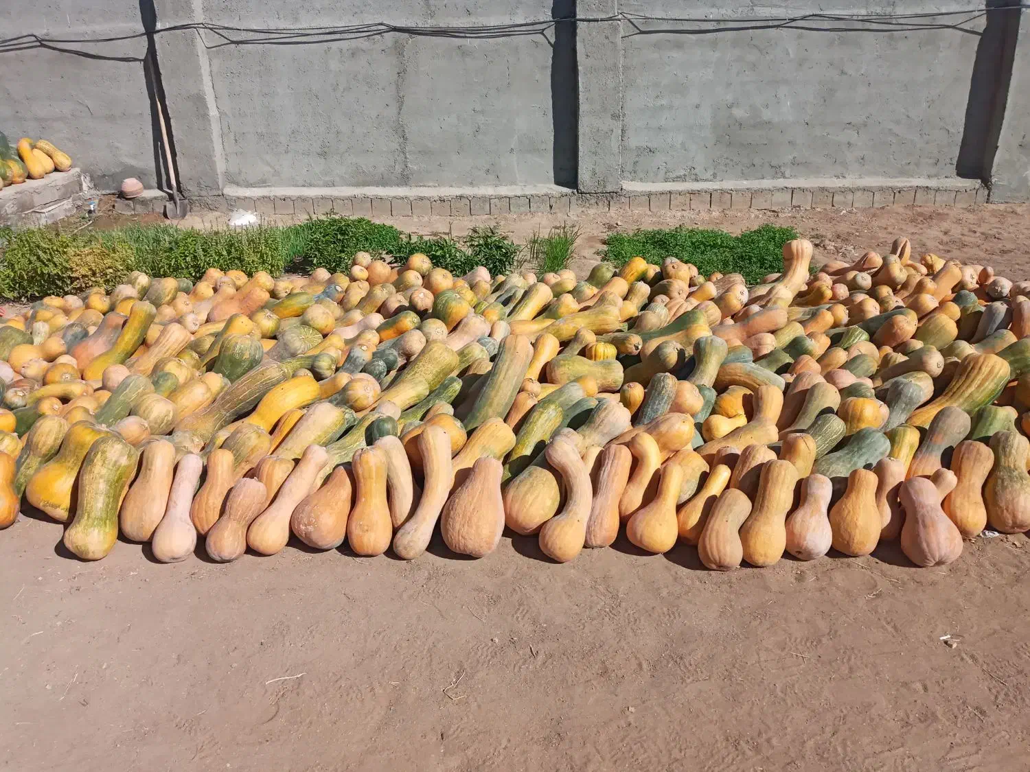 کدو حلوایی|خوردنی و آشامیدنی|شاهین دژ, |دیوار