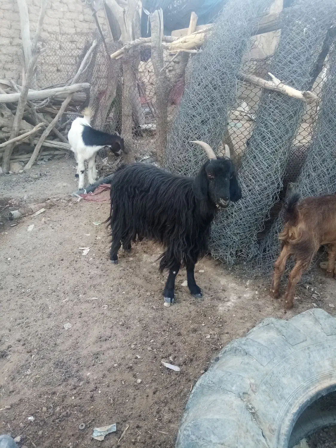 5 عد د بز بفروش میرسذ|حیوانات مزرعه|شیراز, مسلم|دیوار