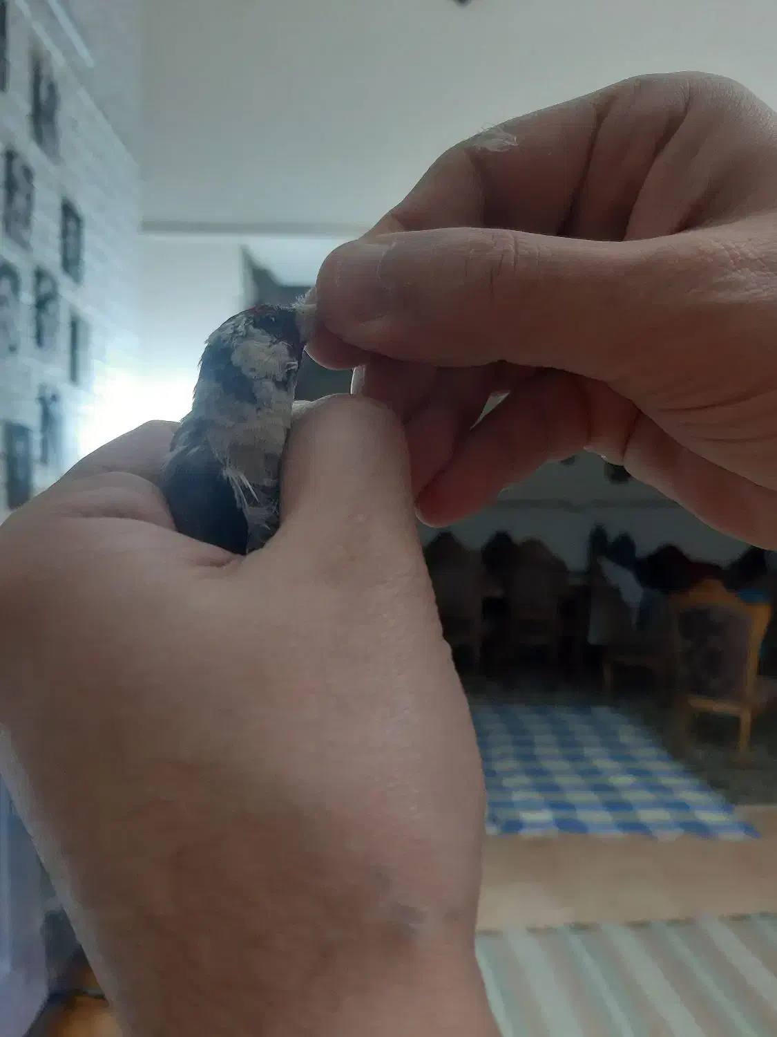 سهره نر داغسر|پرنده|قزوین, |دیوار