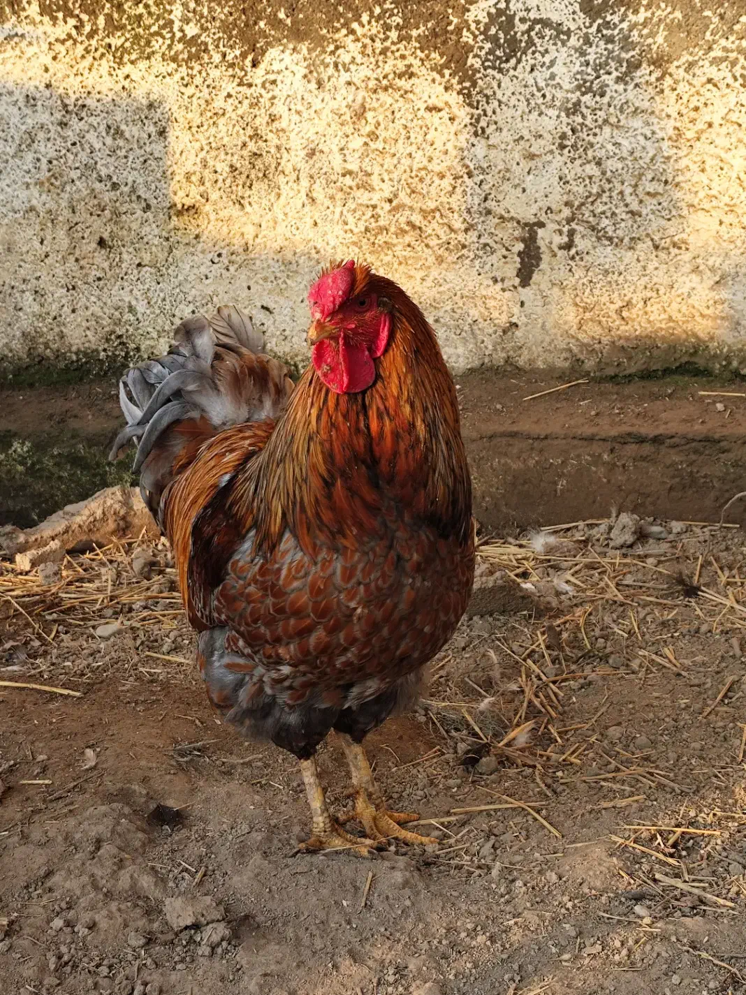 خروس ویاندوت بلورد|حیوانات مزرعه|گرگان, |دیوار