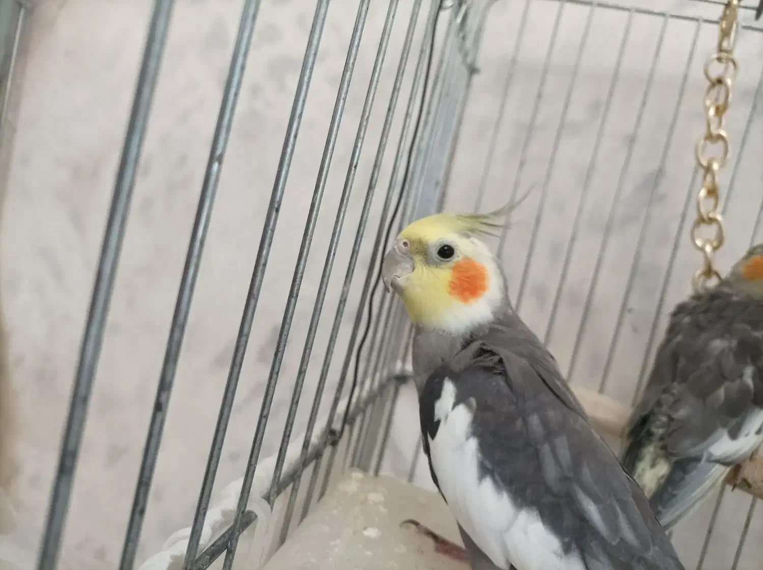 عروس هلندی /بالغ /جوجه/سخنگو/مولد باجوجه|پرنده|محمدشهر, محمدشهر|دیوار