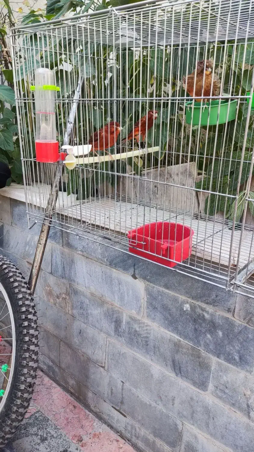 قناری سوخته|پرنده|شاهین‌شهر, شهرک ردانی پور|دیوار