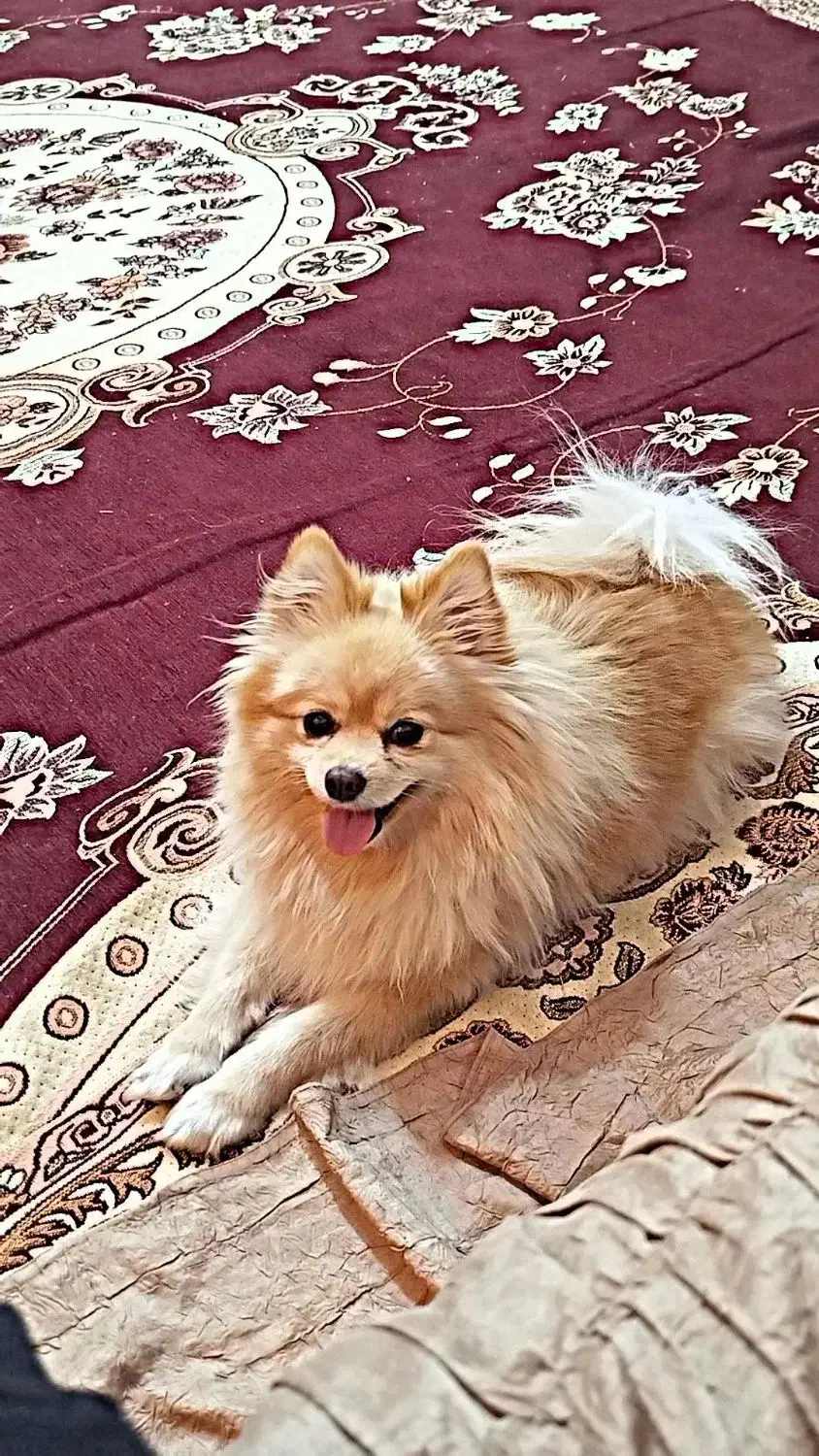 سگ پامر خوشگلو حرف گوش کن|سگ|گلبهار, شهر جدید گلبهار|دیوار