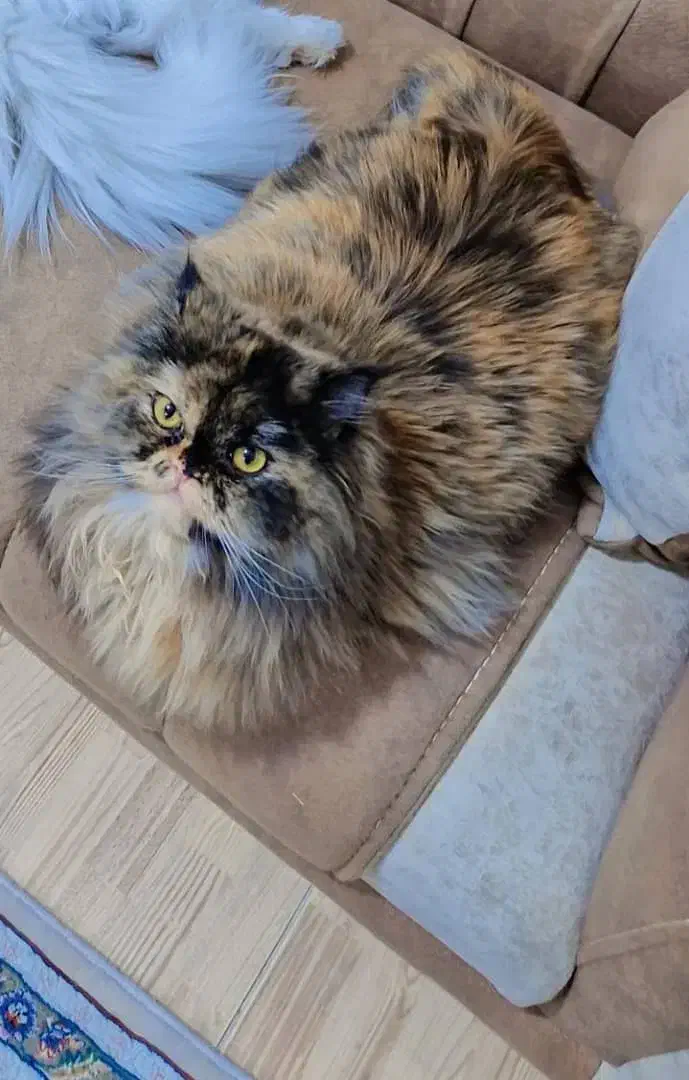 گربه پرشین|گربه|تبریز, |دیوار