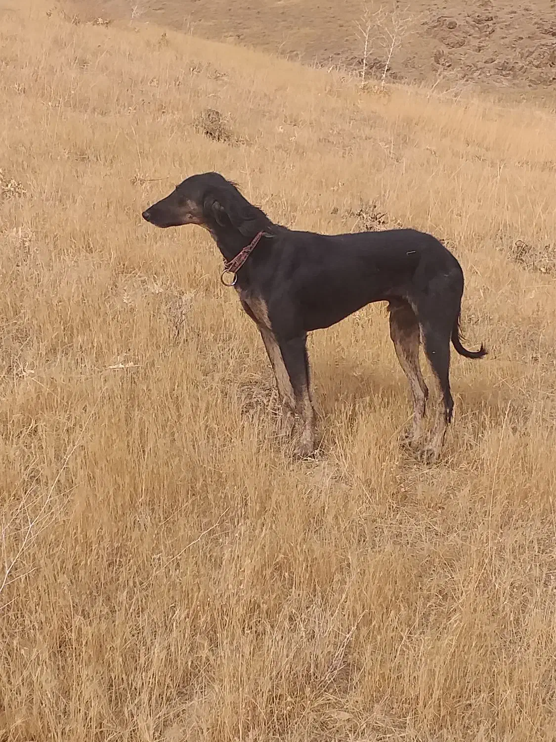 گم شده|حیوانات|دیواندره, |دیوار