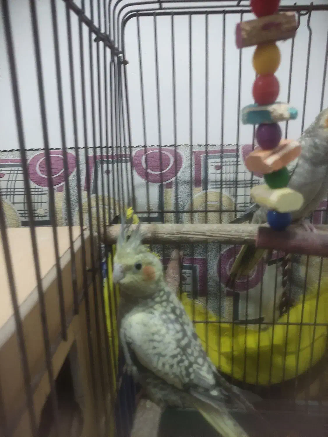 عروس هلندی|پرنده|آبادان, |دیوار