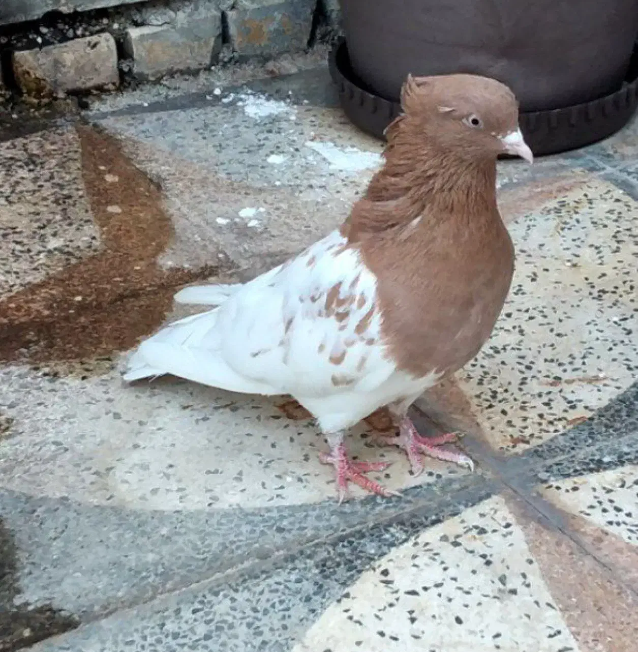 کله پرتقالی|پرنده|شوشتر, |دیوار