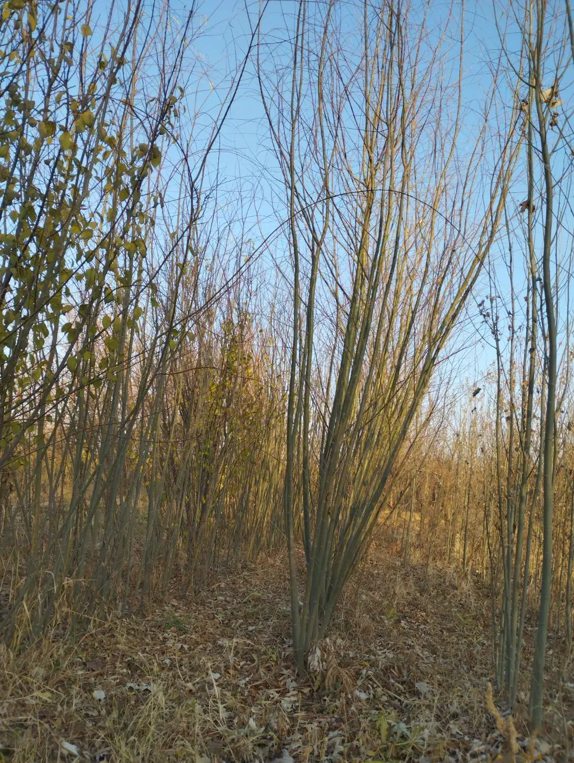 نهال بید معجون و سایر نهال ها|گل و گیاه طبیعی|میاندوآب, |دیوار