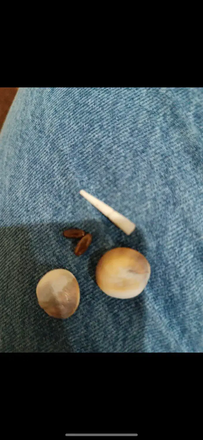 مهره|جواهرات|تبریز, |دیوار